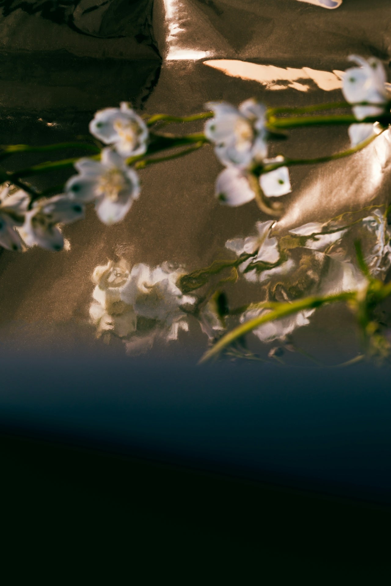 The Blueprint of Renewal featuring Plant Stem Cells: Gardenia Jasminoides Explained
