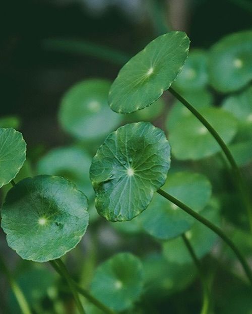 The Wound-Healing Botanical: Centella Asiatica (Gotu Kola)