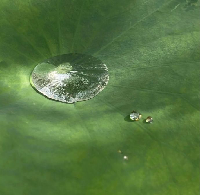 Aloe Vera vs. Centella Asiatica for Soothing Inflammation