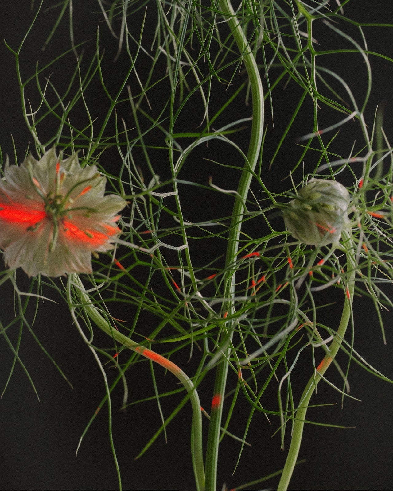 Rooted in Intelligence: A Closer Look at the Petal Stem Cell Serum